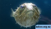 Chemical_Brothers-The_salmon_dance