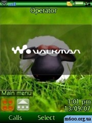 sheep