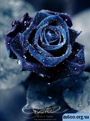 Roza