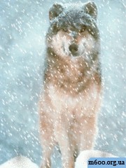 Animal/�������� ��������